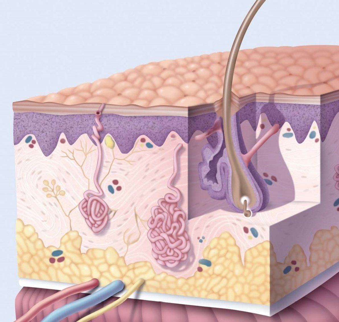 Cutera excel V+ official illustration, Beauty Z Skin Clinic Myeongdong