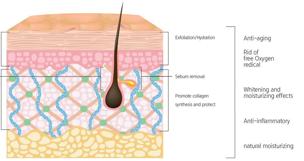 Platinum PLA Peel official illustration, Beauty Z Skin Clinic Myeongdong